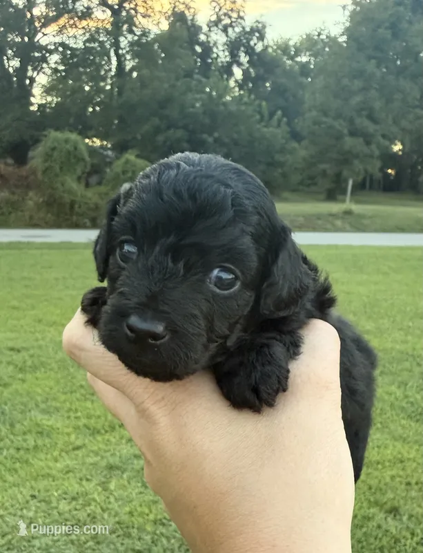 Kai  – Miniature Goldendoodle puppy for sale in Owensville, IN