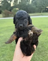 Cove , a female Miniature Goldendoodle for sale in Owensville, IN – 2 of 2