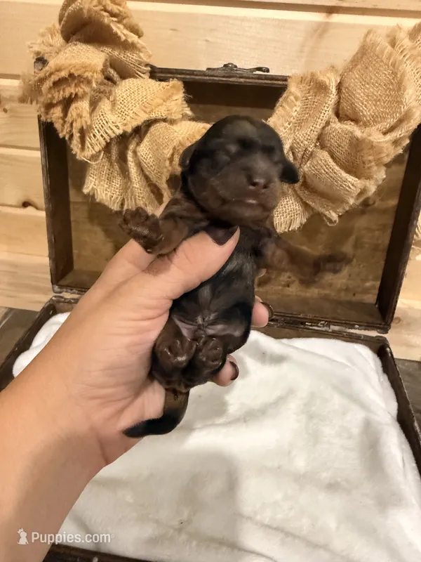 Tide  – Miniature Goldendoodle puppy for sale in Owensville, IN