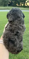 Rip , a male Miniature Goldendoodle for sale in Owensville, IN – 3 of 3