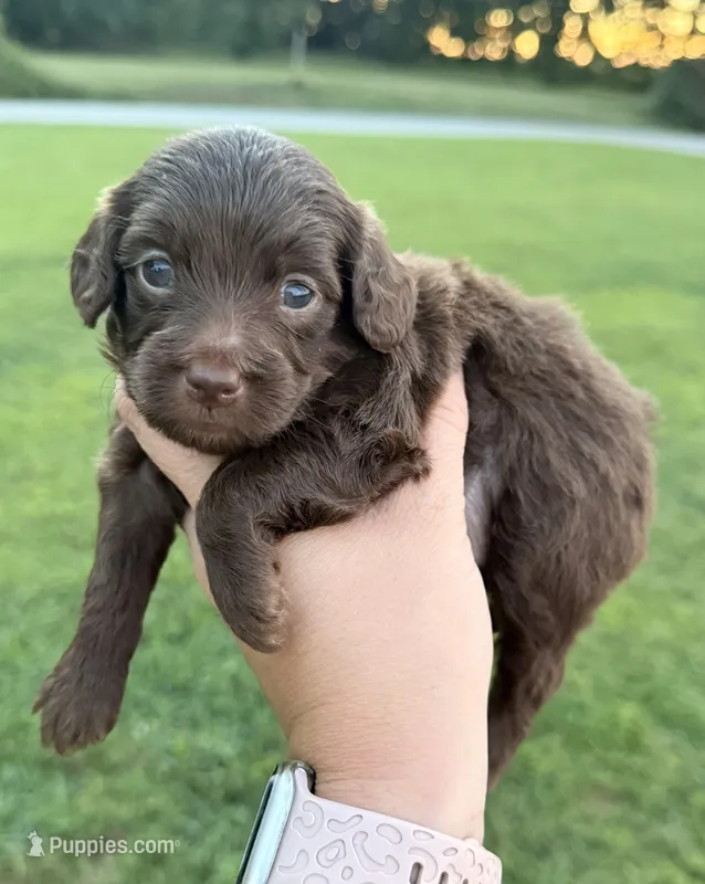 Skye  – Miniature Goldendoodle puppy for sale in Owensville, IN