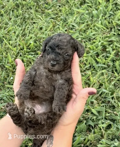 Rip  – Miniature Goldendoodle puppy for sale in Owensville, IN