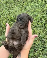 Rip , a male Miniature Goldendoodle for sale in Owensville, IN – 1 of 3