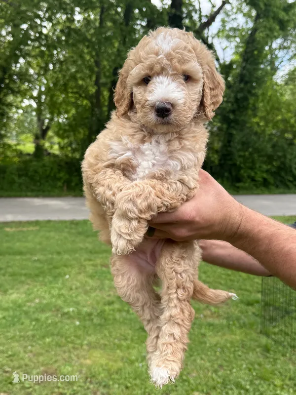 Honey  – Goldendoodle puppy for sale in Owensville, IN