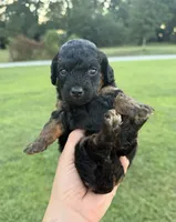 Cove , a female Miniature Goldendoodle for sale in Owensville, IN – 1 of 2