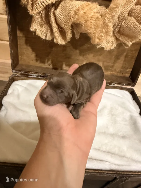 Skye  – Miniature Goldendoodle puppy for sale in Owensville, IN