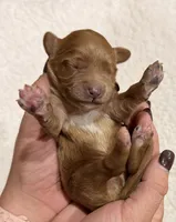 Cash , a male Cavapoo for sale in Owensville, IN – 1 of 1