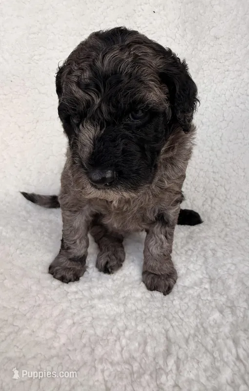 Flopsy  – Goldendoodle puppy for sale in Owensville, IN