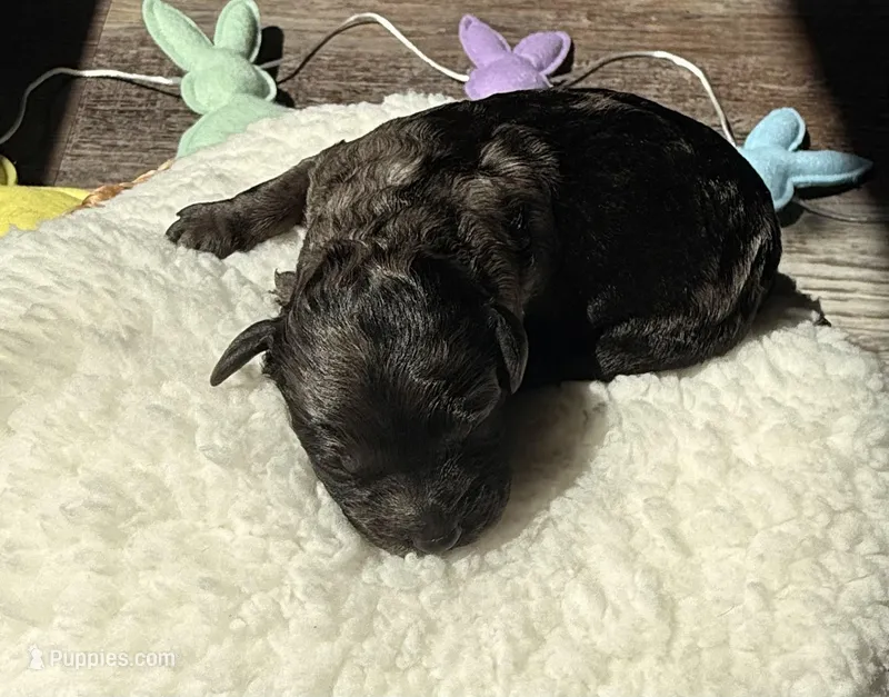 Flopsy  – Goldendoodle puppy for sale in Owensville, IN