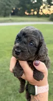 Rip , a male Miniature Goldendoodle for sale in Owensville, IN – 2 of 3