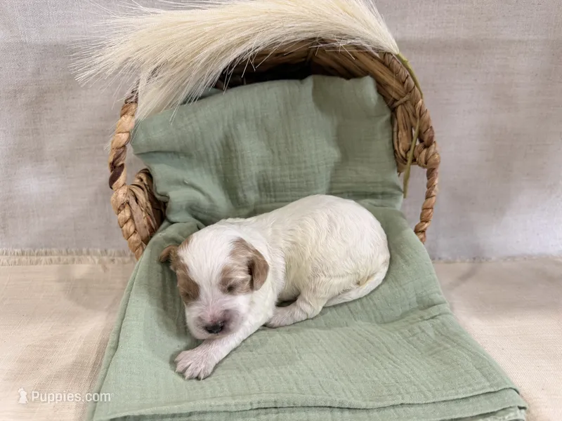 Jolene  – Cavapoo puppy for sale in Owensville, IN