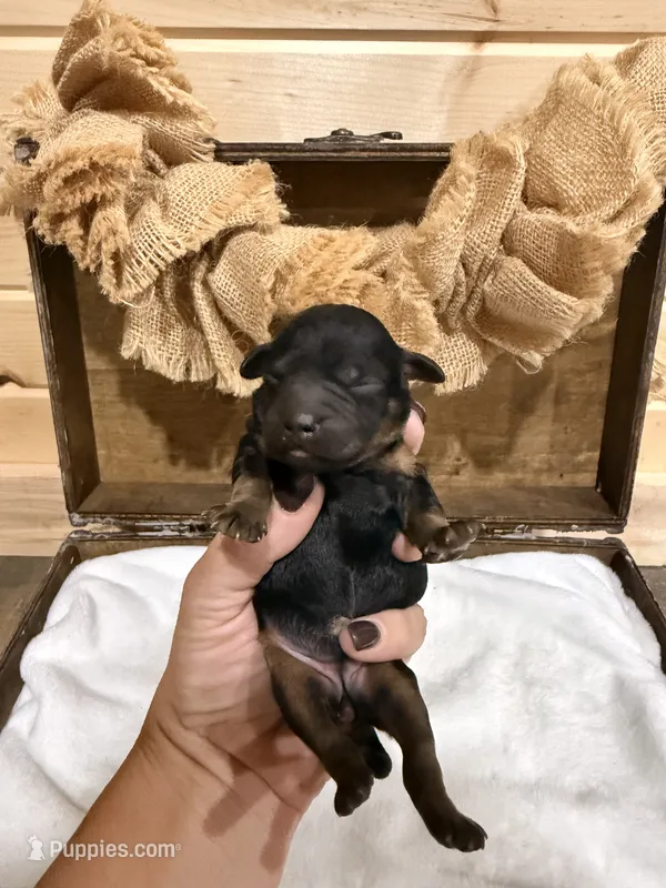 Cove  – Miniature Goldendoodle puppy for sale in Owensville, IN
