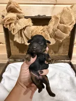 Cove , a female Miniature Goldendoodle for sale in Owensville, IN – 1 of 2
