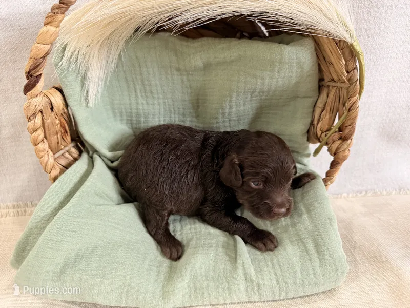 Skye  – Miniature Goldendoodle puppy for sale in Owensville, IN