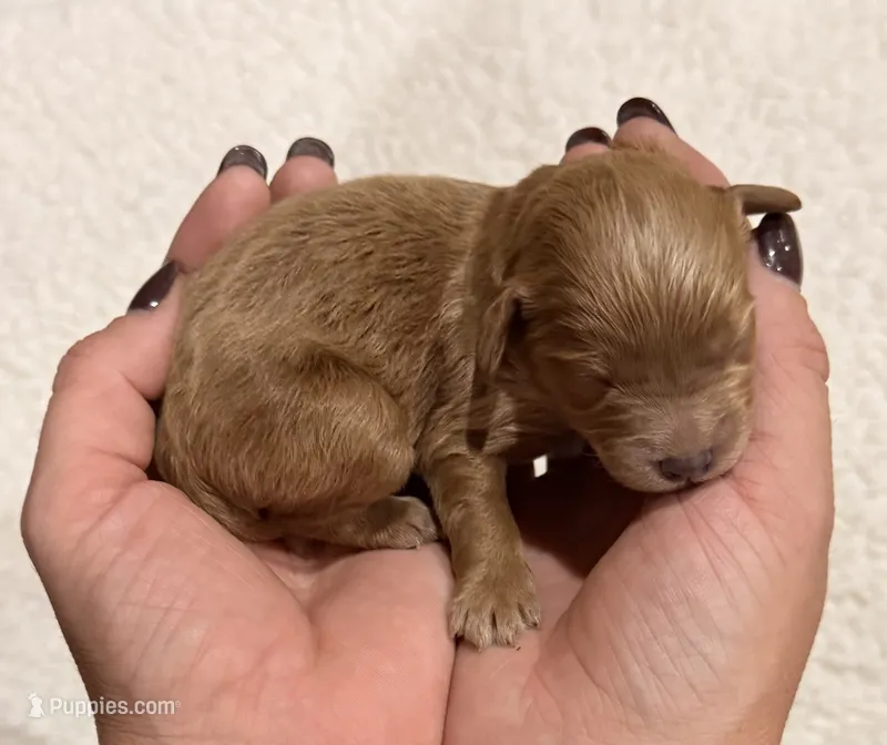 Willy  – Cavapoo puppy for sale in Owensville, IN