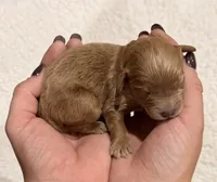 Willy , a male Cavapoo for sale in Owensville, IN – 1 of 1