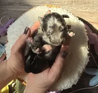 Speckle , a male Goldendoodle for sale in Owensville, IN – Photo 1 of 2