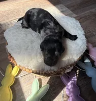 Speckle , a male Goldendoodle for sale in Owensville, IN – Photo 2 of 2