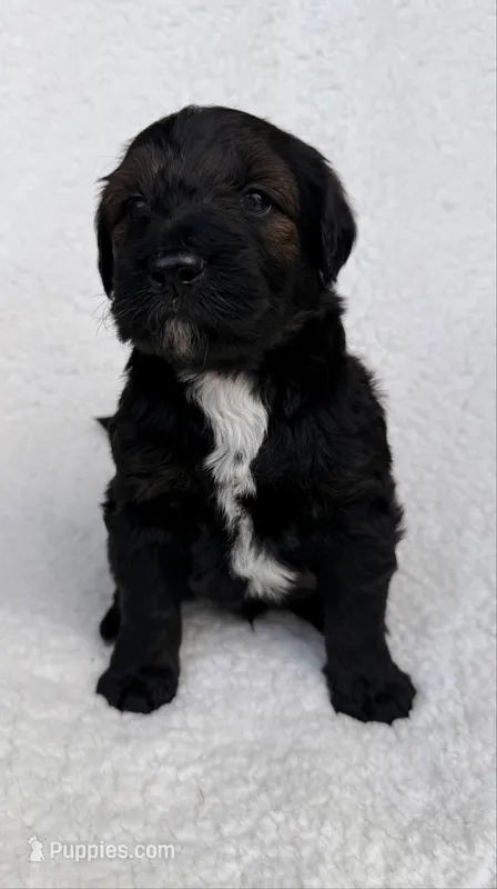 Cadbury  – Goldendoodle puppy for sale in Owensville, IN