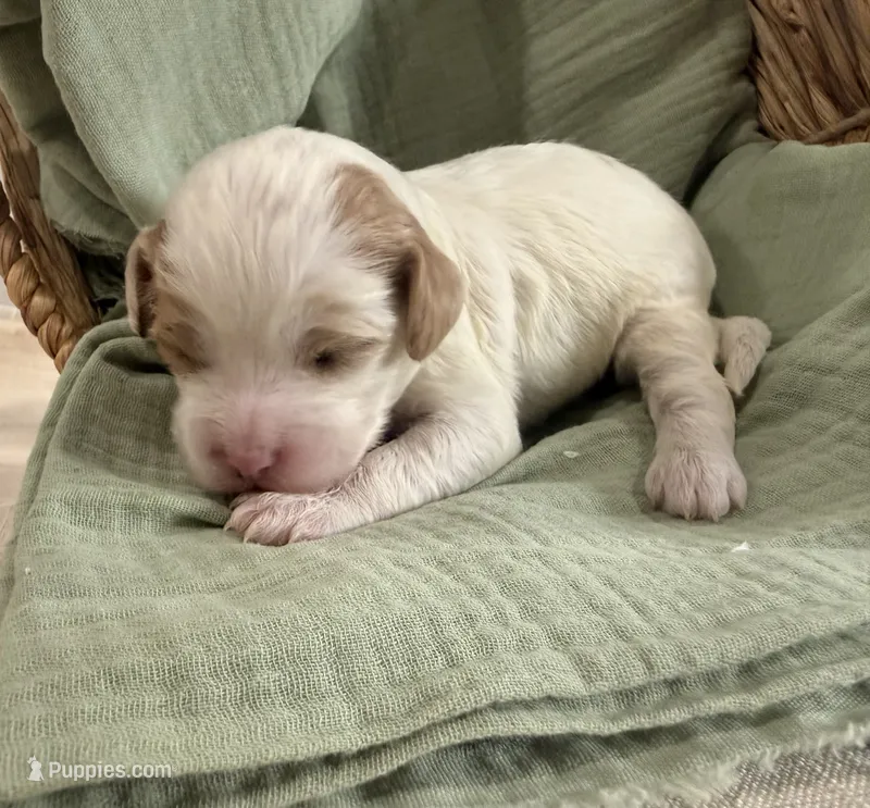 Dolly  – Cavapoo puppy for sale in Owensville, IN