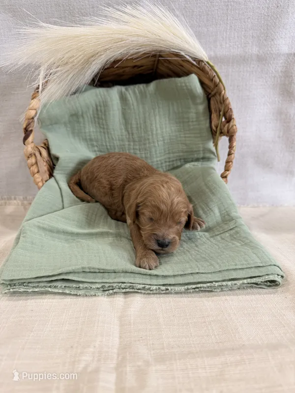 Cash  – Cavapoo puppy for sale in Owensville, IN