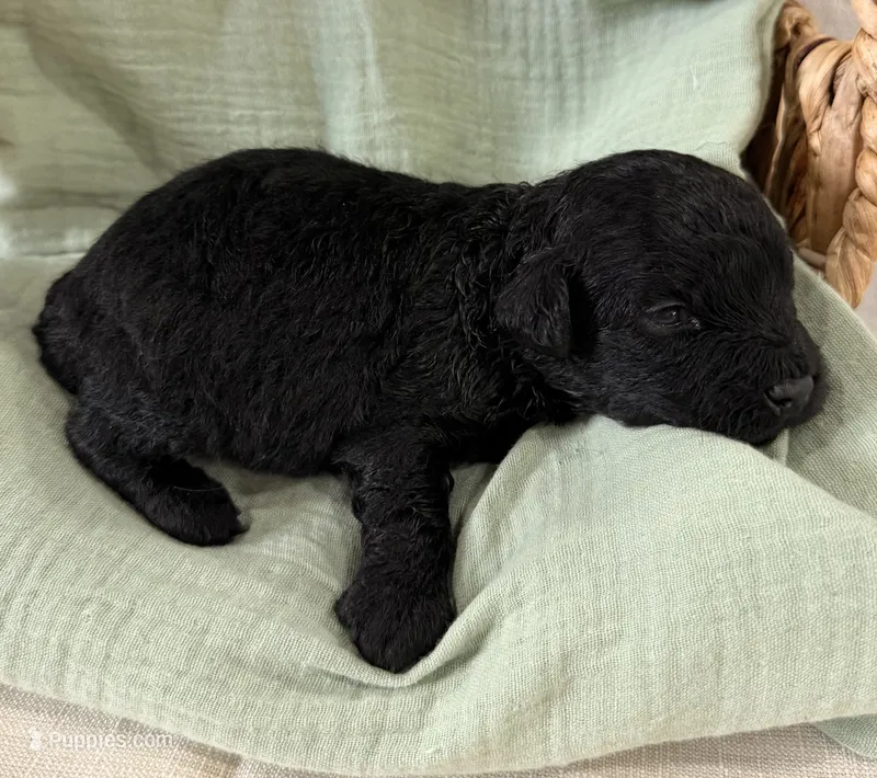 Kai – Miniature Goldendoodle puppy for sale in Owensville, IN