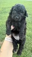 Coral , a female Miniature Goldendoodle for sale in Owensville, IN – 2 of 2