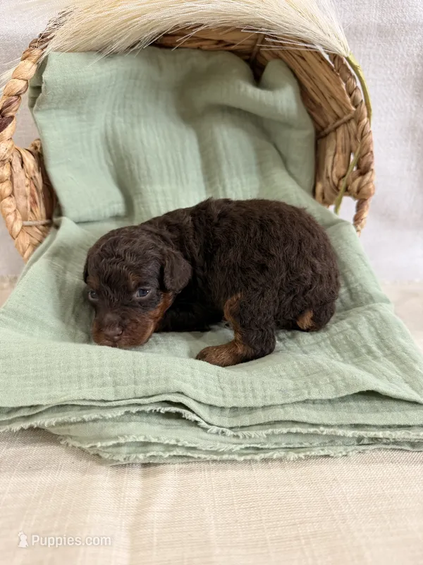 Moss  – Miniature Goldendoodle puppy for sale in Owensville, IN