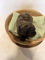 Rip , a male Miniature Goldendoodle for sale in Owensville, IN – 2 of 2