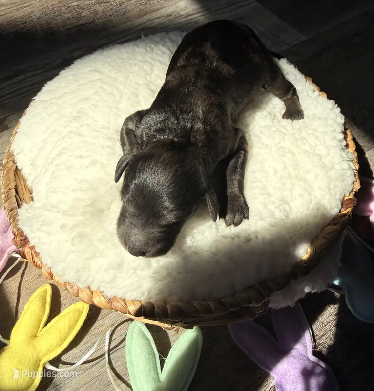 Brownie  – Goldendoodle puppy for sale in Owensville, IN