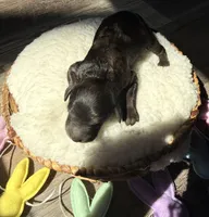 Brownie , a female Goldendoodle for sale in Owensville, IN – Photo 1 of 2