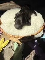 Brownie , a female Goldendoodle for sale in Owensville, IN – Photo 2 of 2