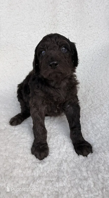 Brownie  – Goldendoodle puppy for sale in Owensville, IN