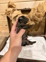 Rip, a male Miniature Goldendoodle for sale in Owensville, IN – 1 of 2