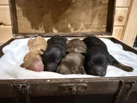 Sailor , a female Miniature Goldendoodle for sale in Owensville, IN – 2 of 3
