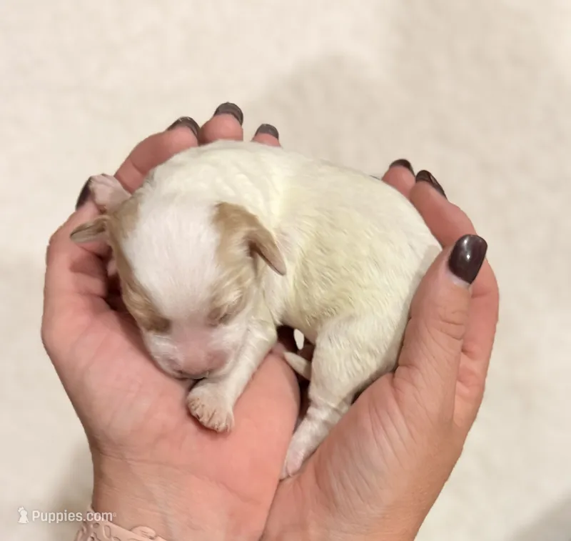 Jolene  – Cavapoo puppy for sale in Owensville, IN