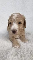 Honey , a female Goldendoodle for sale in Owensville, IN – 2 of 5