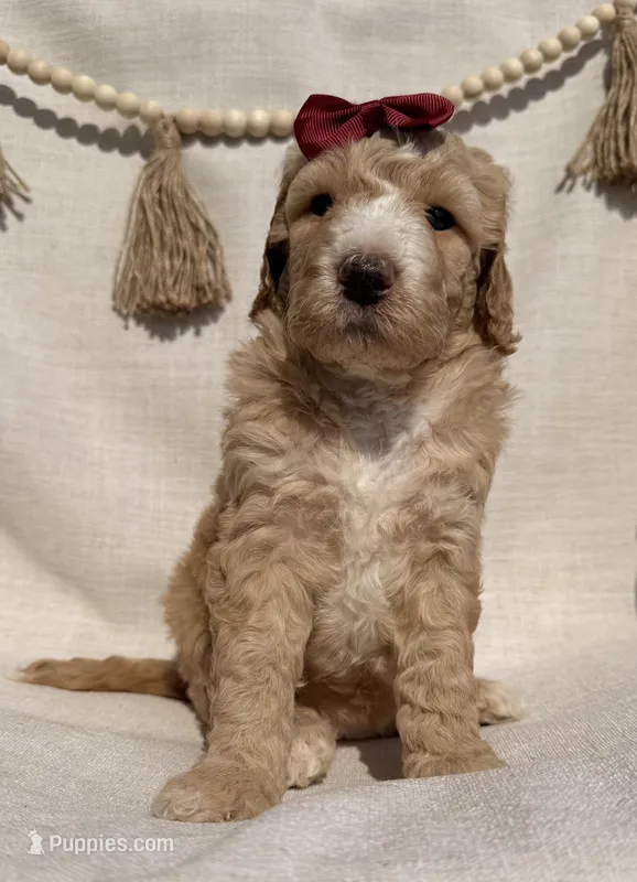 Honey  – Goldendoodle puppy for sale in Owensville, IN