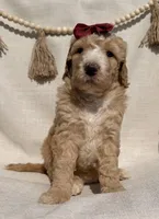 Honey , a female Goldendoodle for sale in Owensville, IN – 1 of 5