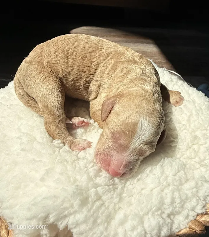 Honey  – Goldendoodle puppy for sale in Owensville, IN