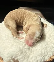 Honey , a female Goldendoodle for sale in Owensville, IN – Photo 1 of 2