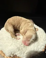 Honey , a female Goldendoodle for sale in Owensville, IN – Photo 2 of 2