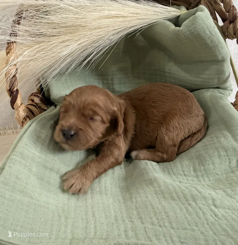 Willy  – Cavapoo puppy for sale in Owensville, IN