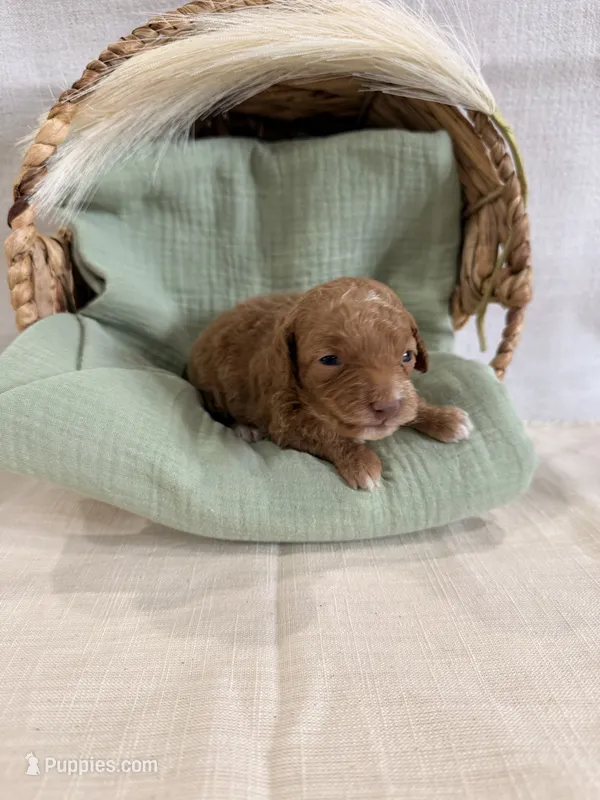 Sailor  – Miniature Goldendoodle puppy for sale in Owensville, IN