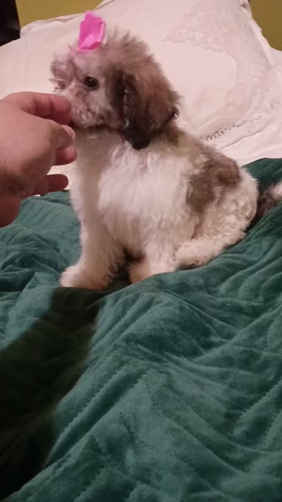 Valentina , a female Shih Tzu for sale in Bronx, NY – 7 of 7