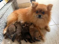 Sofía , a female Pomeranian for sale in Bronx, NY – 2 of 5