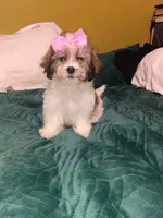 Valentina , a female Shih Tzu for sale in Bronx, NY – 5 of 7