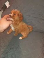 Pricesa, a female Poodle - Toy  for sale in Bronx, NY – 4 of 6