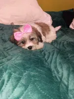 Valentina , a female Shih Tzu for sale in Bronx, NY – 4 of 7