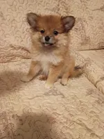Sofía , a female Pomeranian for sale in Bronx, NY – 4 of 5
